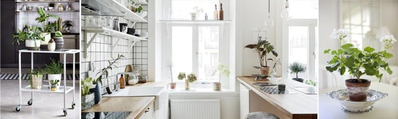 Lighting in the kitchen and growing plants