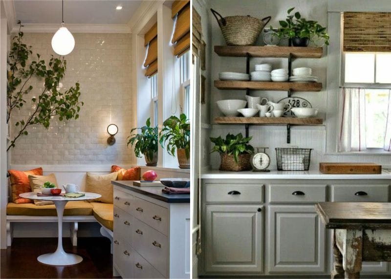 Plants in the interior of the kitchen - aglanomea