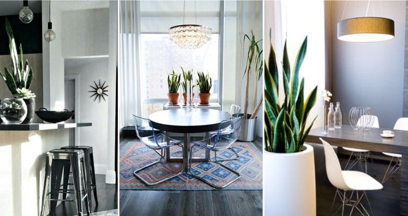 Plants in the interior of the kitchen - sansevieria