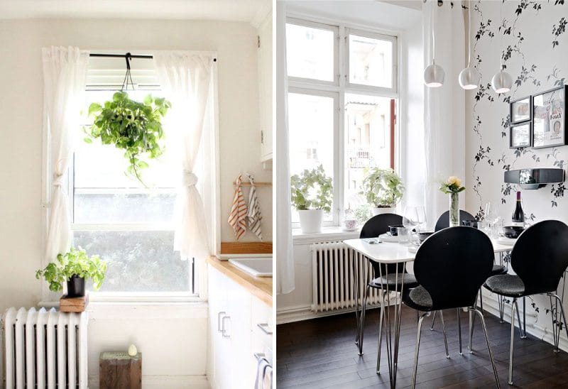 Plants in the interior of the kitchen - Scintsaps (Epipremnum)