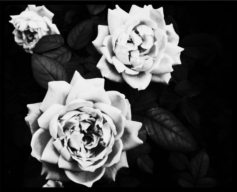 Black and white wallpaper with flowers