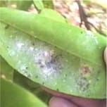 Whitefly Leaf