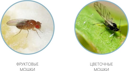 Types of midges that may appear in the kitchen