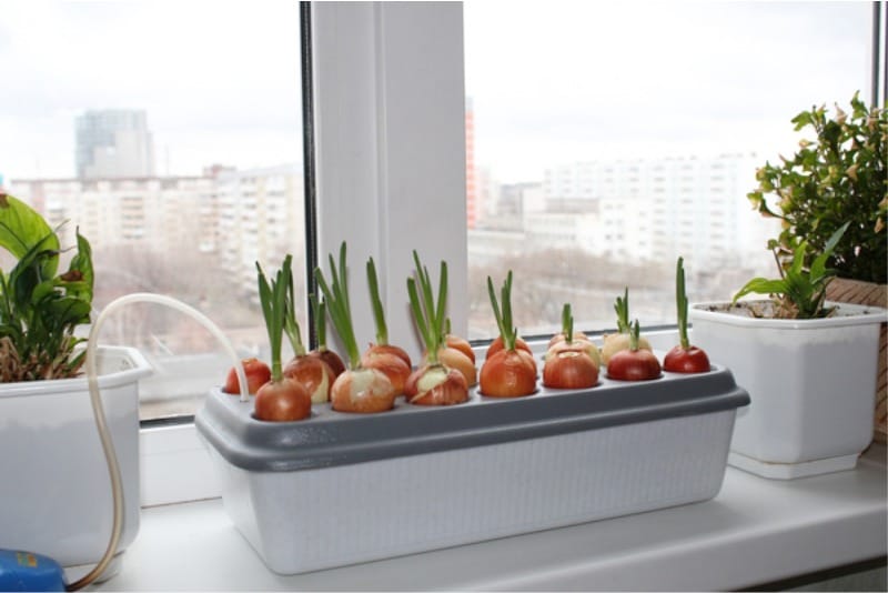 Hydroponic plant for onion germination