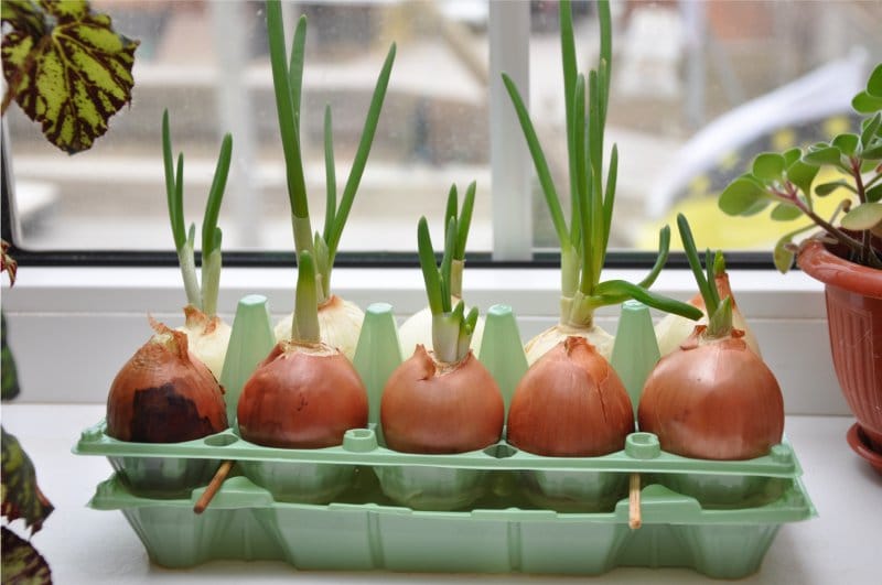 How to grow green onions