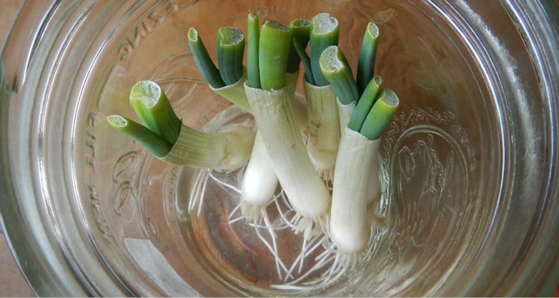 Bagaimana untuk tumbuh daun bawang dalam segelas air