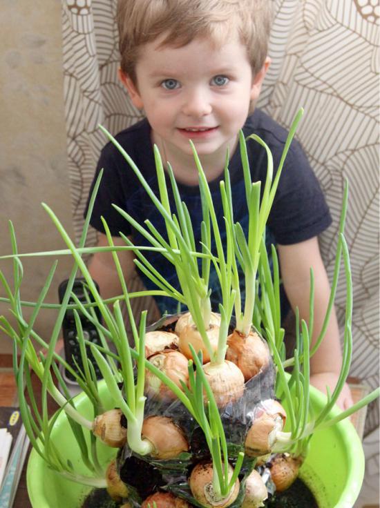 Planting bulbs in a vertical bed from a bottle