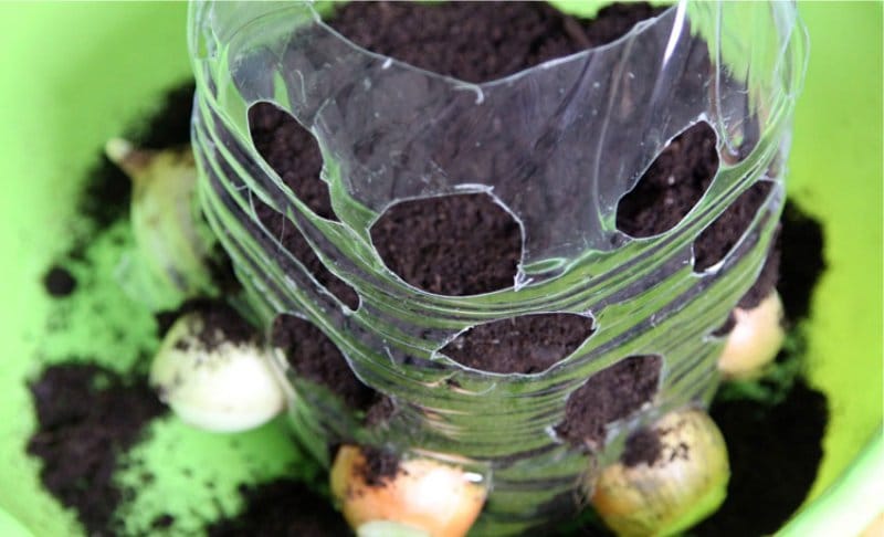 Planting bulbs in a vertical bed from a bottle