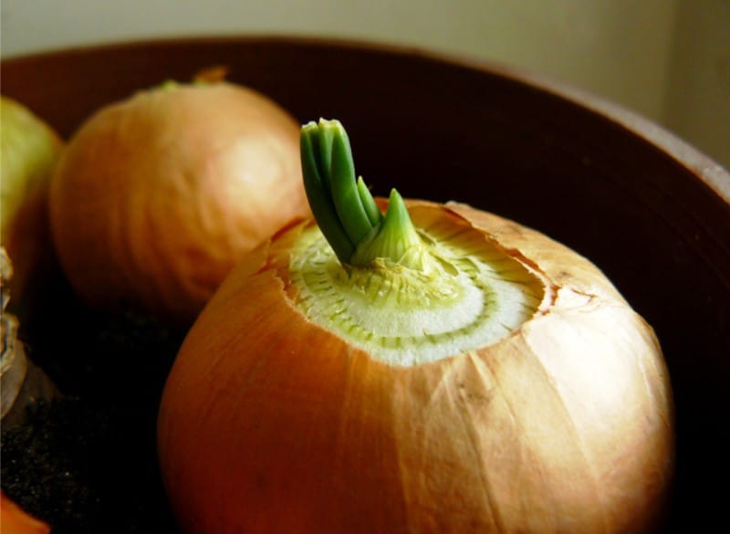 Tumbuh bawang untuk sayur-sayuran dalam gurnt