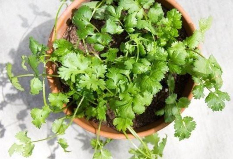 Parsley in a pot