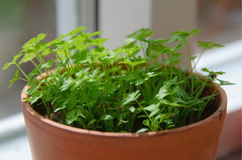 Parsley shoots