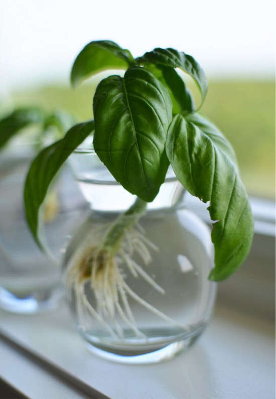 Sprouting basil stalk