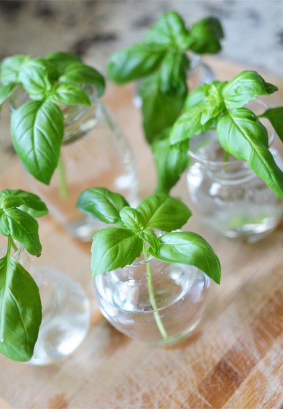 Sprouting basil stalk