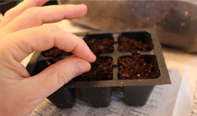 Basil seedlings