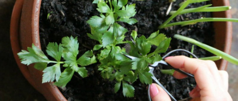 Parsley