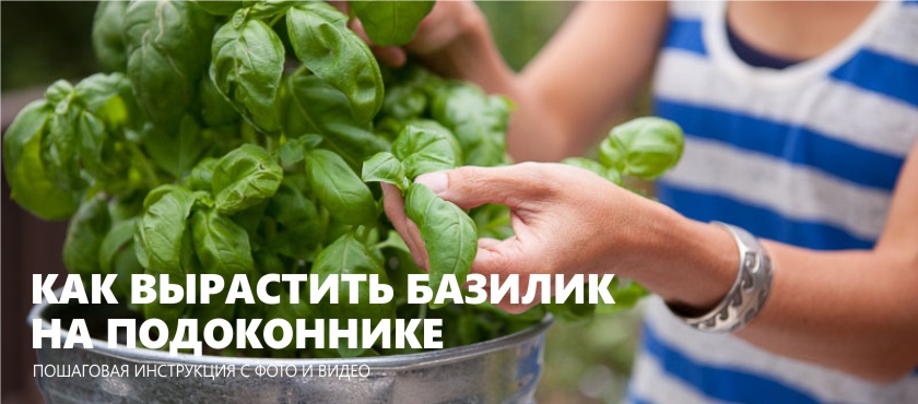 Growing basil on the windowsill