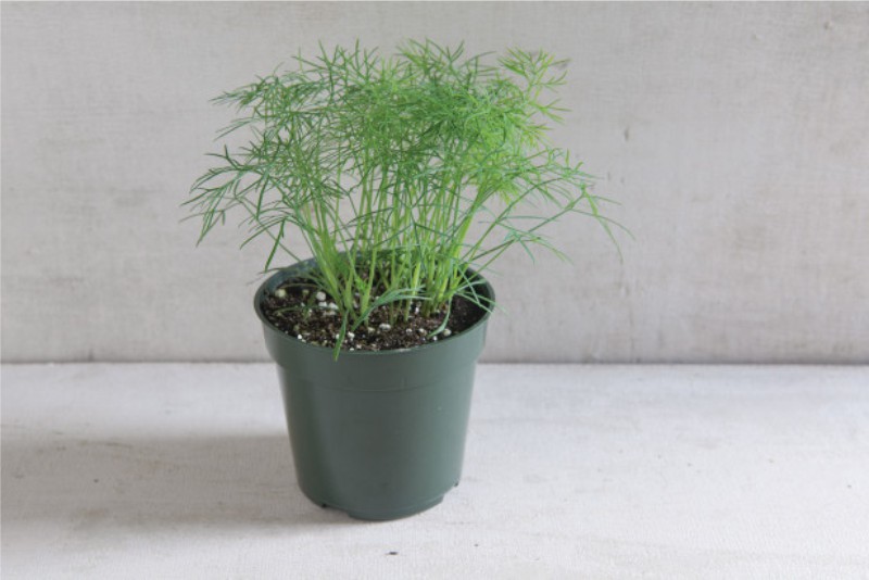 Dill in a pot