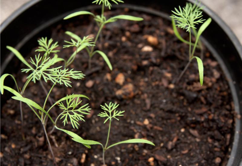 Dill shoots in a pot