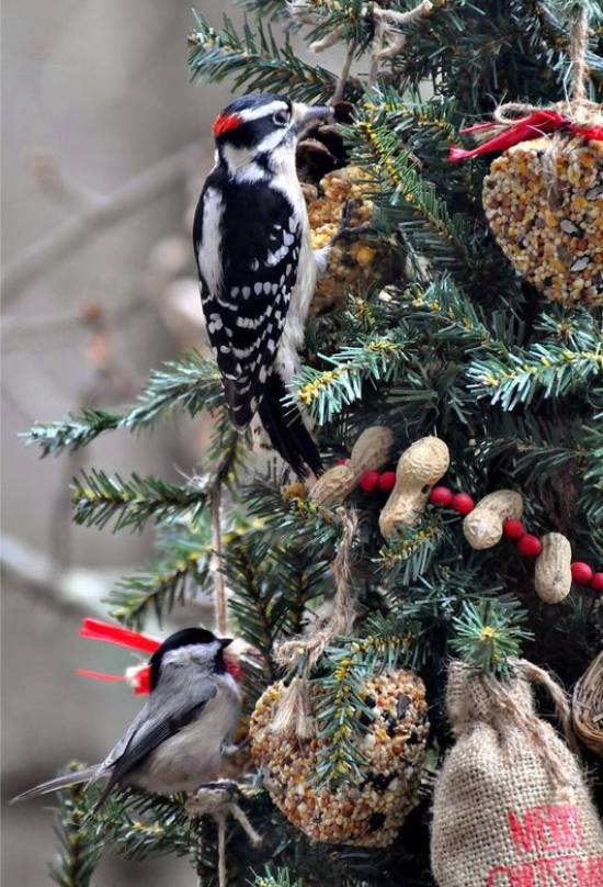 Bird Feeder Figure