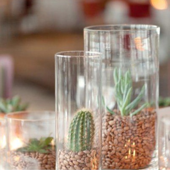 Vases avec des grains et des cactus