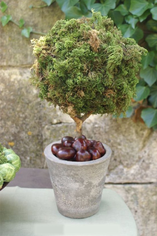 Live Topiary with chestnuts in a pot