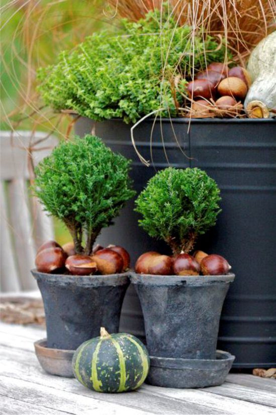 Live Topiary with chestnuts in a pot