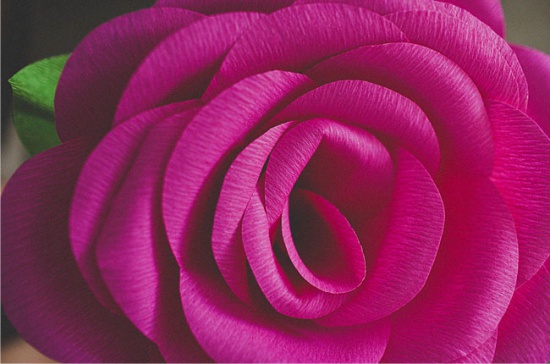 Grande rose de papier ondulé