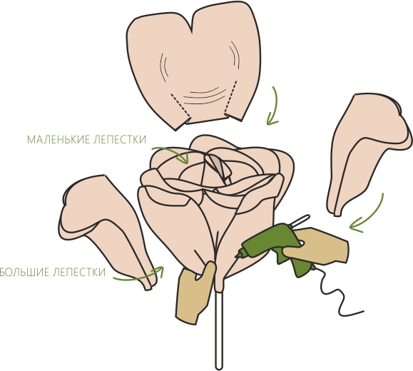 Formation d'un bouton de rose